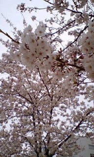 �T�N���T�N